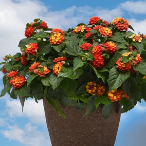 Lantana Bloomify Red